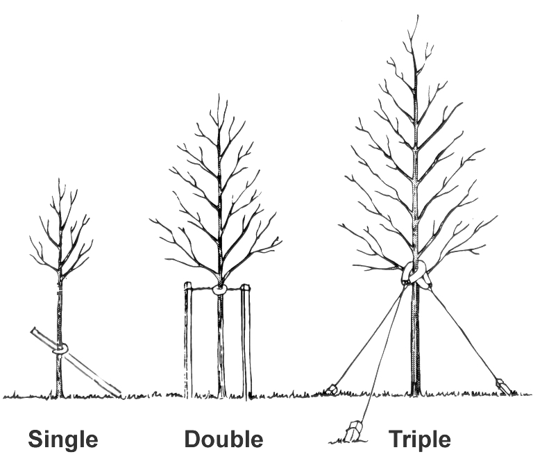 How To Stake A Newly Planted Tree & How Long To Leave It Staked
